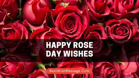 happy rose day mom dad|images of rose day.